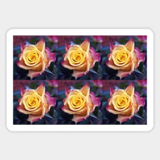 Yellow roses Magnet